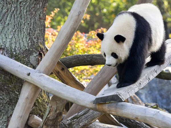 Genç Dev Panda, dalları tırmanma Ailuropoda melanoleuca
