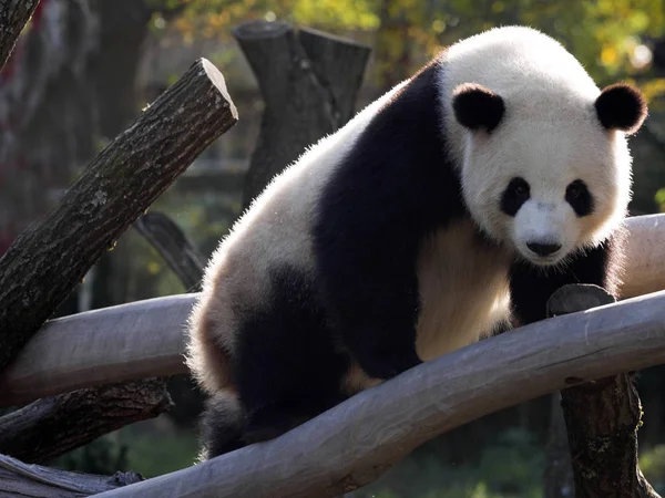 Genç Dev Panda, dalları tırmanma Ailuropoda melanoleuca