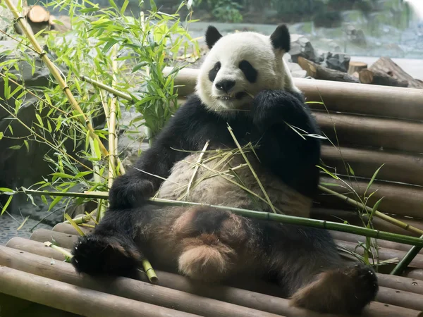 Dev Panda, Ailuropoda melanoleuca bambu beslenir.