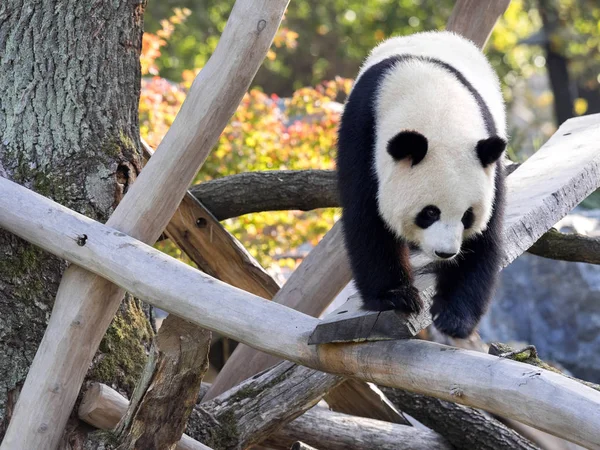 Genç Dev Panda, dalları tırmanma Ailuropoda melanoleuca