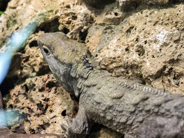 北部ムカシトカゲ Sphenodon イシガキダイは非常にまれな先史時代のトカゲ — ストック写真