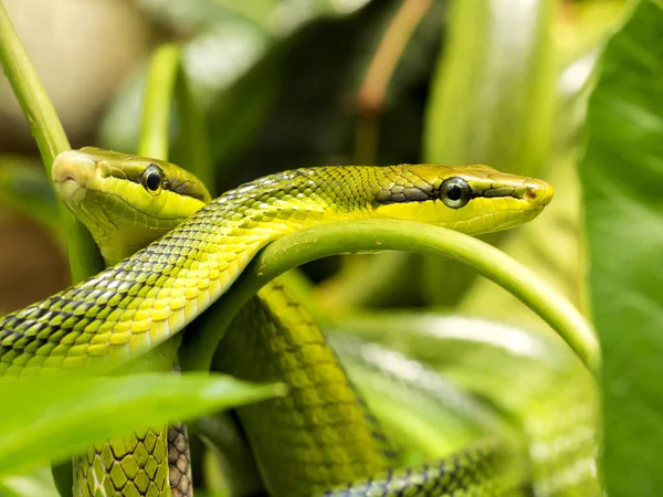 肖像画の美しい赤尾緑ラット蛇 Gonyosoma Oxycephala — ストック写真