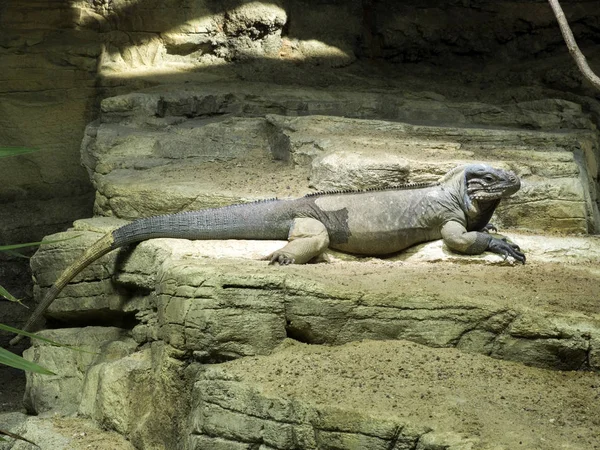 Legwan Nosorogi Cyclura Cornuta Jest Iguana Ziemi Ogromne — Zdjęcie stockowe