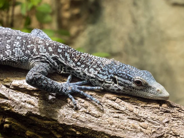 Monitor Árvore Manchada Azul Varanus Macraei Realmente Azul — Fotografia de Stock