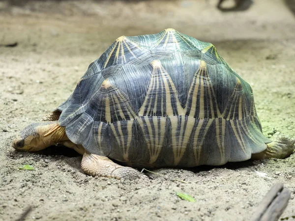Радиационная Черепаха Astrochelys Radiata Редкая Мадагаскарская Черепаха — стоковое фото