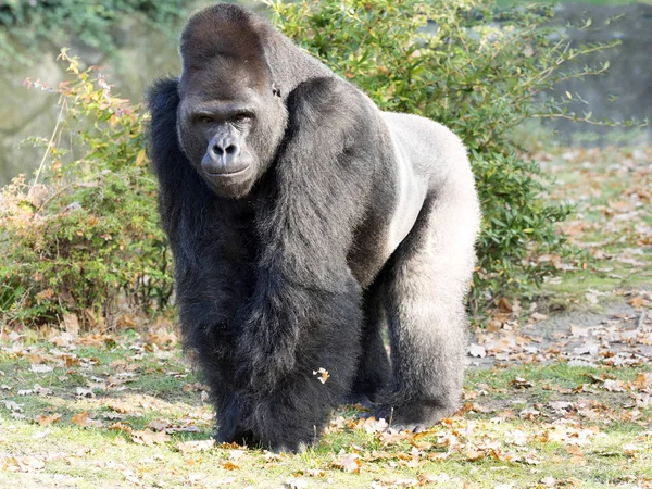 Erős Ezüst Beck Férfi Nyugati Síkvidéki Gorilla Gorilla — Stock Fotó