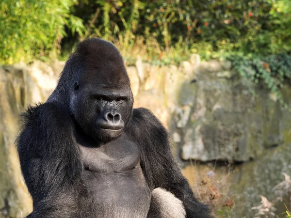 Retrato Gorila Las Tierras Bajas Occidentales Gorila — Foto de Stock