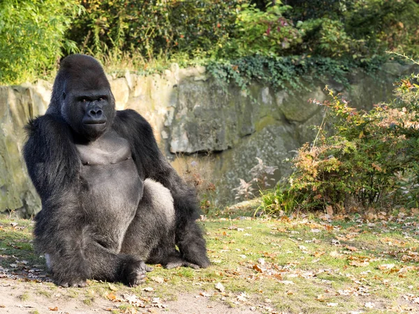 Erős Ezüst Beck Férfi Nyugati Síkvidéki Gorilla Gorilla — Stock Fotó