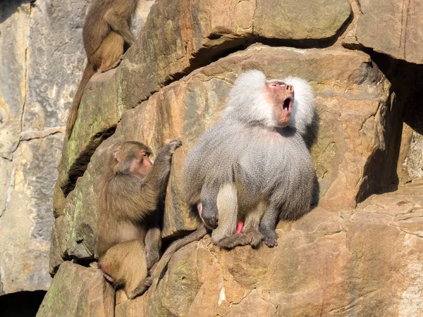Hamadryas babunu, Papio hamadryas yüksek kaya