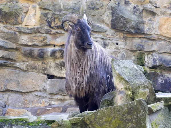 Himalaya Tahr, Hemitragus jemlahicus, bir dağ keçisi olduğunu