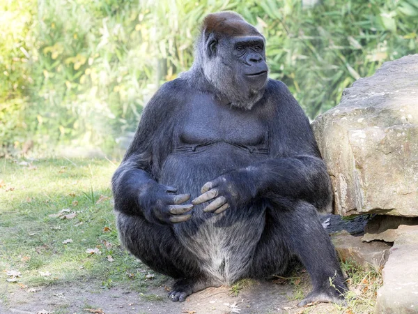 Adulte Assis Femelle Gorille Des Basses Terres Ouest Gorille Gorille — Photo