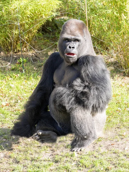 Forte Prata Beck Macho Western Lowland Gorila Gorila — Fotografia de Stock
