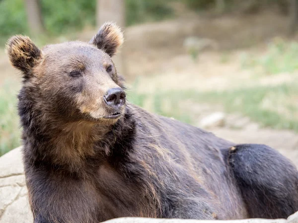 Kamchatka Brown Bear Dos Maiores Ursos — Fotografia de Stock