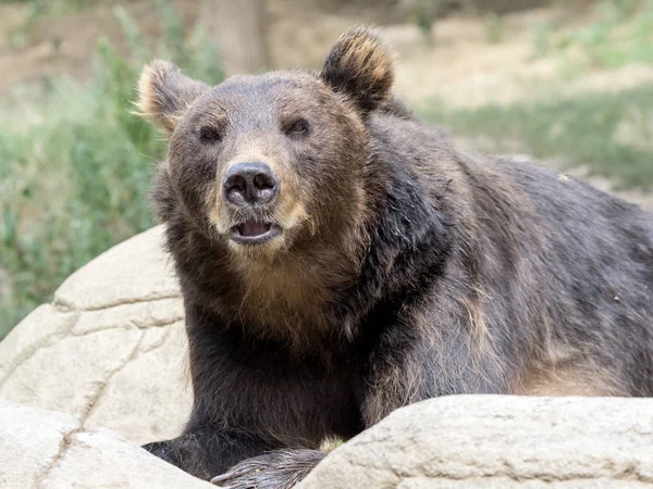 カムチャッカ ヒグマは 最大の熊の一つ — ストック写真