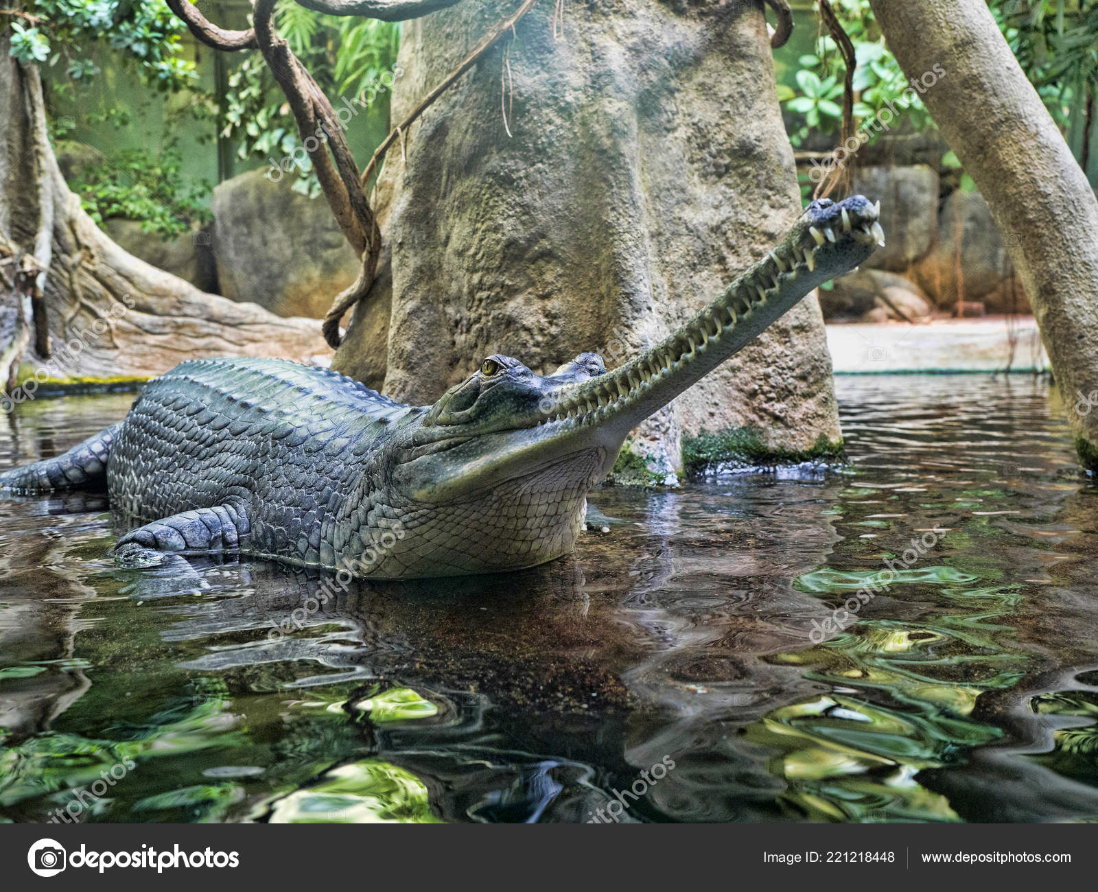Gharial Gavialis Gangeticus Stands Out Very Long Jaw Stock Photo Image By C Jirousek Zoo Foto Cz Gharial Gavialis Gangeticus Stands Out Very Long Jaw Stock Photo Image By C Jirousek Zoo Foto Cz