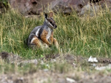 Petrogale xanthopus xanthopus, sarı ayaklı Rock-kanguru