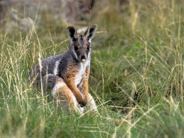 Rock-kanguru, Petrogale xanthopus xanthopus, sarı ayaklı ağırlıklı olarak kayalarda yaşıyor