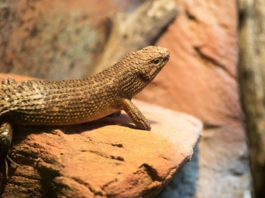 Cunningham'ın skink, Egernia cunninghami, Avustralya'da yaşıyor
