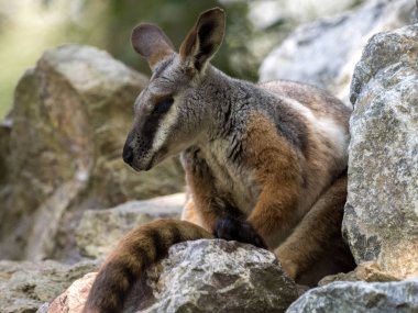 Rock-kanguru, Petrogale xanthopus xanthopus, sarı ayaklı ağırlıklı olarak kayalarda yaşıyor