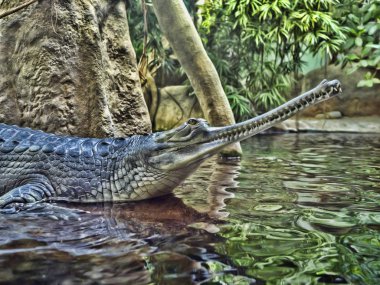 Gharial, Gavialis gangeticus, çok uzun bir çene ile öne çıkıyor