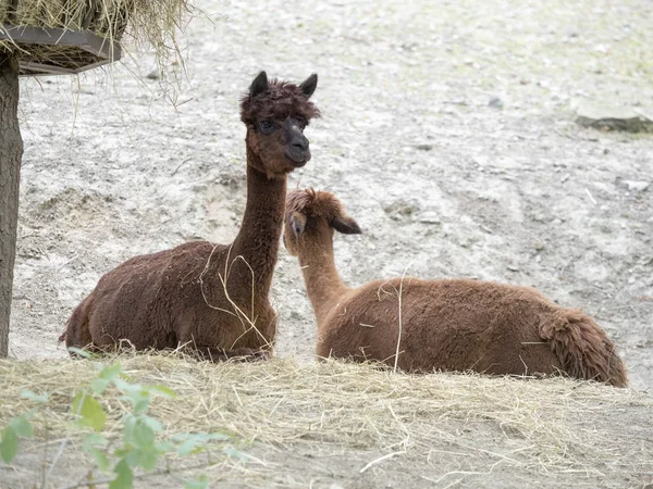 Alpaka Lama Guanicoe Pacos Sydamerika Ett Husdjur — Stockfoto