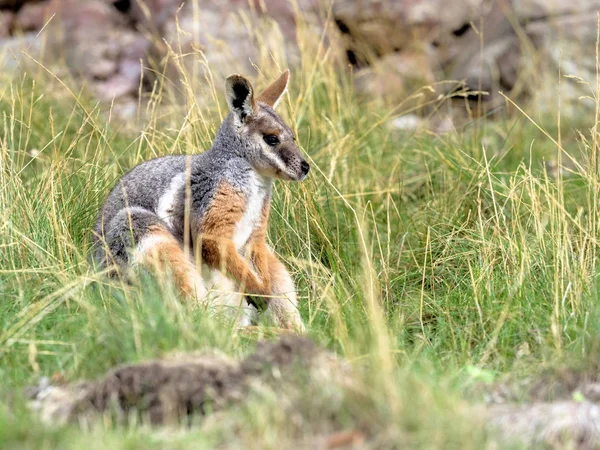 Yellow Footed Rock Wallaby Petrogale Xanthopus Xanthopus Lives Predominantly Rocks — Stock Photo, Image