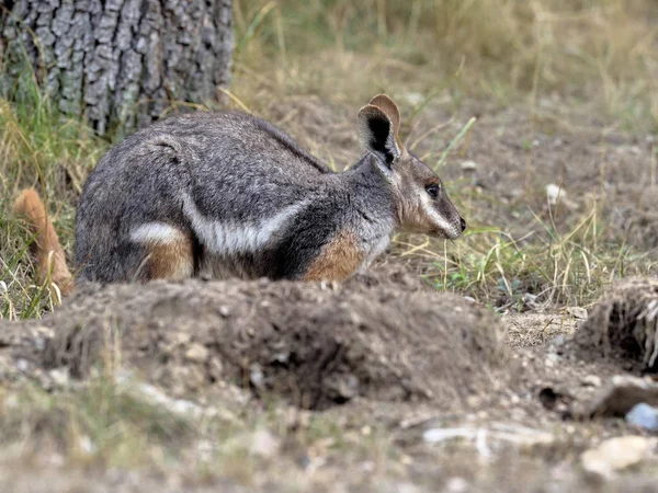 Rock Kanguru Petrogale Xanthopus Xanthopus Sarı Ayaklı Ağırlıklı Olarak Kayalarda — Stok fotoğraf