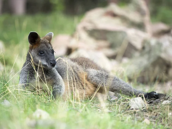 Swamp Wallaby Wallabia Bicolor One Smaller Kangaroos — Stock Photo, Image