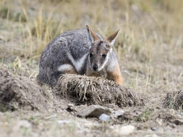 Yellow Footed Rock Wallaby Petrogale Xanthopus Xanthopus Lives Predominantly Rocks — Stock Photo, Image