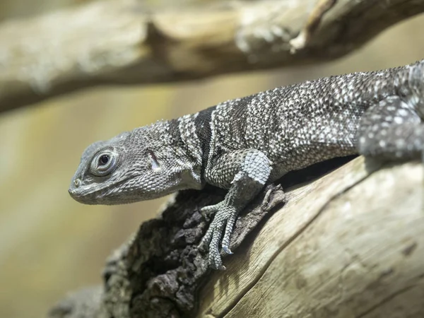 Madagascan Collared Iguana Oplurus Cuvieri Abundant Some Areas — Stock Photo, Image