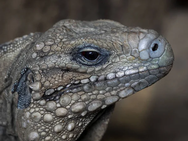 Kubański Iguana Ziemi Cyclura Nubila Żyje Tylko Kubie — Zdjęcie stockowe