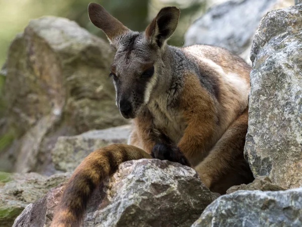 Rock Kanguru Petrogale Xanthopus Xanthopus Sarı Ayaklı Ağırlıklı Olarak Kayalarda — Stok fotoğraf