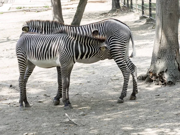 Grevy Nın Zebra Equus Grevyi Yoğun Çizgili Büyük Bir Zebra — Stok fotoğraf
