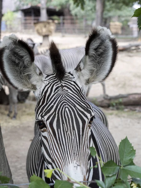 Grevy Zebra Equus Grevyi Large Zebra Dense Stripes — Stock Photo, Image