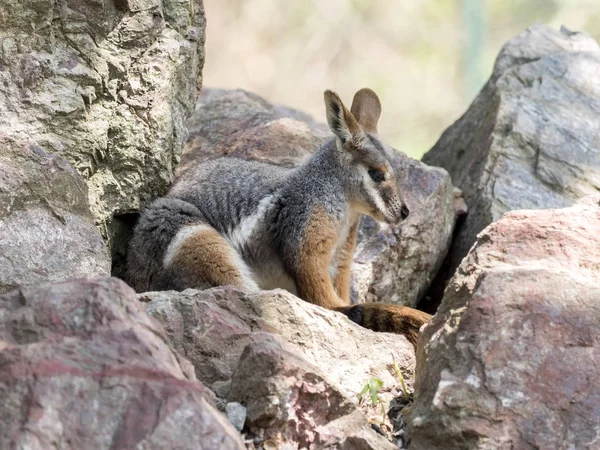 Rock Kanguru Petrogale Xanthopus Xanthopus Sarı Ayaklı Ağırlıklı Olarak Kayalarda — Stok fotoğraf