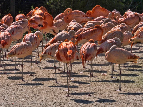 A flock of flamingos rests on one leg