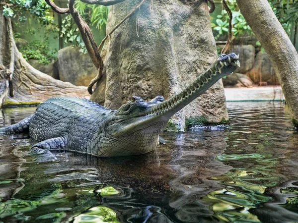 Gharial, Gavialis gangeticus, çok uzun bir çene ile öne çıkıyor