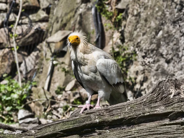 Ασπροπάρης Neophron Percnopterus Είναι Ένα Μικρότερο Πουλί Καραβίδες — Φωτογραφία Αρχείου