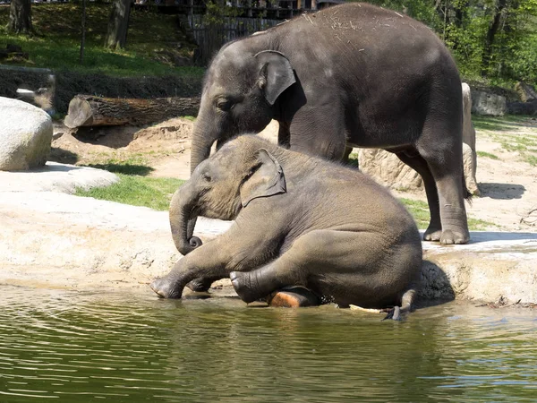 Baby games in the water,  Asian Elephant, Elephas maximus