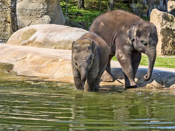 Baby games in the water,  Asian Elephant, Elephas maximus