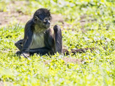 Spider Monkey, Ateles geoffroyi, son derece yere oturmuş