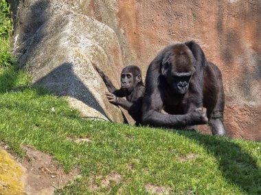 Batı ova goril, goril g. gorila, yiyecek toplamak için genç öğretir