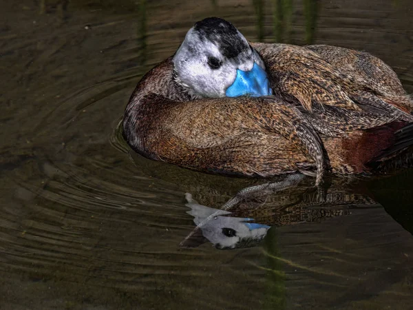 Weißkopfruderente Oxyura Leucocephala Hat Einen Schönen Blauen Schnabel — Stockfoto