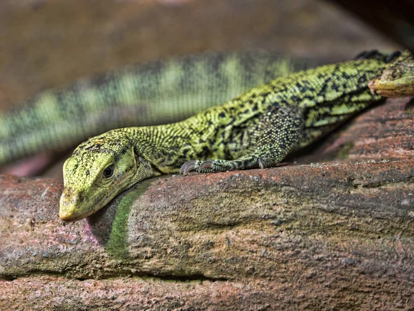 Emerald Monitor Varanus Prasinus Jest Drzewo Jaszczurka — Zdjęcie stockowe