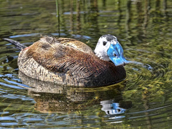 Anatra Dalla Testa Bianca Oxyura Leucocephala Bel Becco Blu — Foto Stock