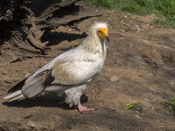 Egyptische Gier Neophron Percnopterus Een Kleinere Rivierkreeft Vogel — Stockfoto