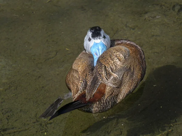 Başlı Ördek Oxyura Leucocephala Güzel Bir Mavi Gagası Vardır — Stok fotoğraf