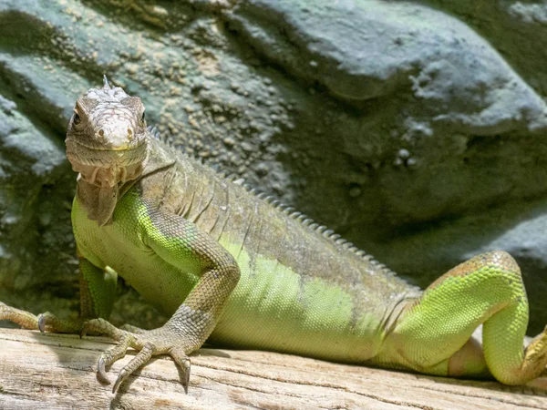 Legwan Szlachetny Iguana Delicatissima Jest Gospodarstwie Jedzenia — Zdjęcie stockowe