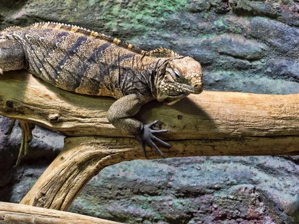 キューバにだけ住んでいるキューバ地面イグアナ Cyclura Nubila — ストック写真