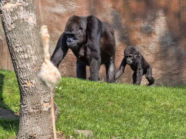 Western Lowland Gorilla Gorilla Gorila Teaches Young Collect Food — Stock Photo, Image